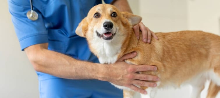 Pembroke Welsh Corgi during checkup at vet clinic