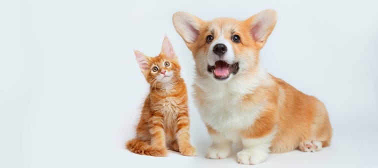 First year costs for pets