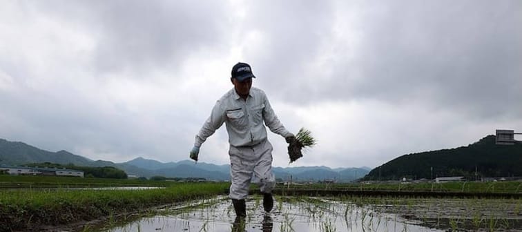 Farmer in rice field